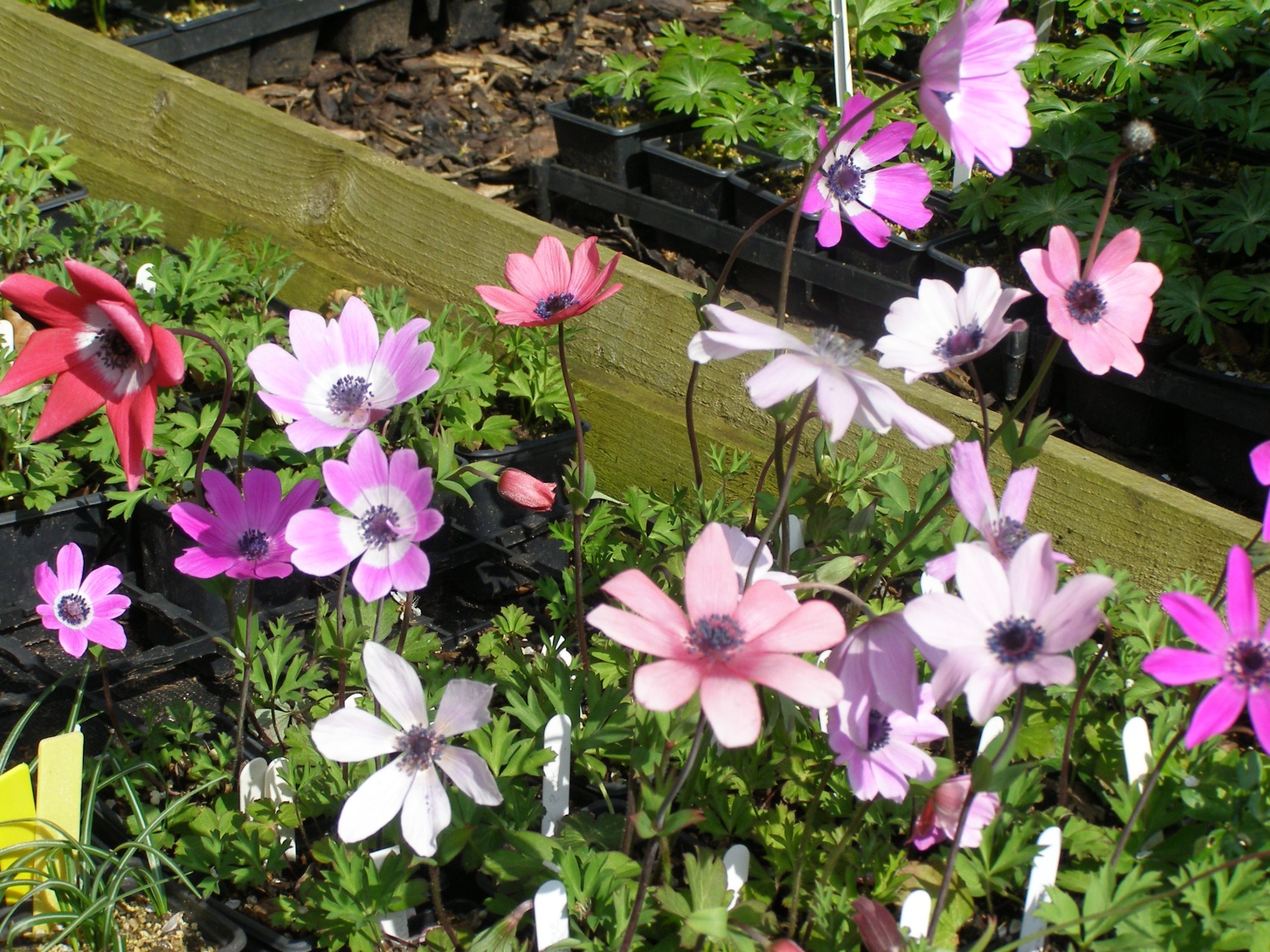 Anemone Pavonina, Achillo